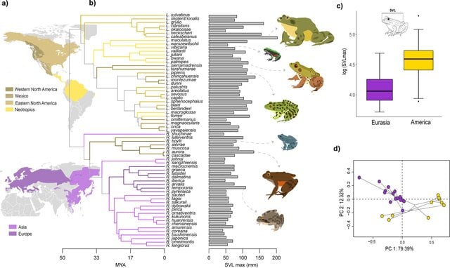 Detailed description of the macroevolution plot