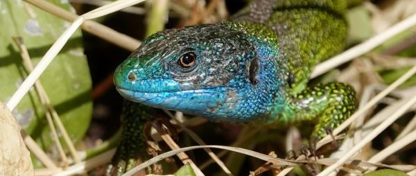 New paper about the diversification of green lizards