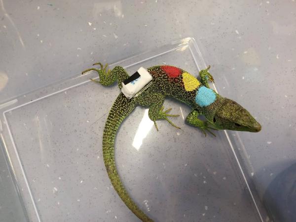 New paper: biologging and mechanistic models reveal how temperature shapes lizard movement