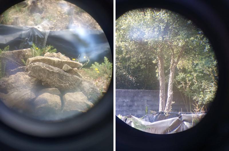 Two views of the mesocosms through binoculars, with a lizard on a rock pile and another on a tree trunk