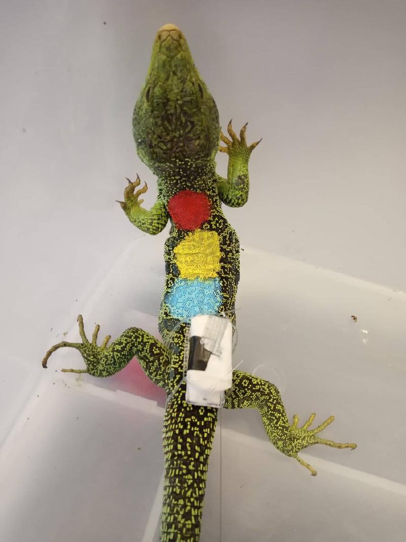 Ocellated lizard with colour marks and a biologger attached to the base of the tail